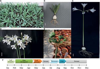 Transcriptome Analysis of Different Tissues Reveals Key Genes Associated With Galanthamine Biosynthesis in Lycoris longituba